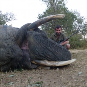 Elephant - South Africa