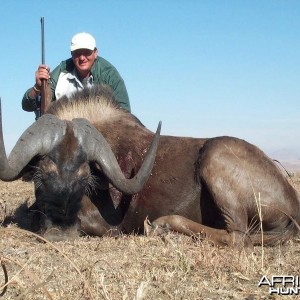 Black wildebeest