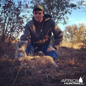 Drew got Tx bobcat