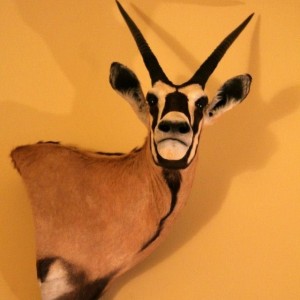 My Gemsbok Hunted in the Eastern Cape of South Africa