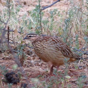 Crested Francolin Namibia