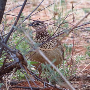 Crested Francolin Namibia