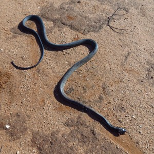 Black Mamba Namibia