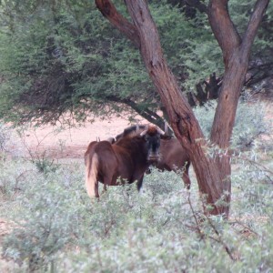 Black Wildebeest Namibia