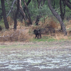 Chacma Babbon Namibia