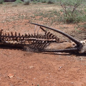 Oryx Carcass Namibia