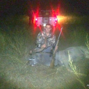 53'' Kudu Bull