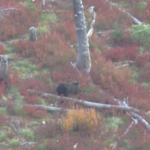 Idaho Grizzly Bear