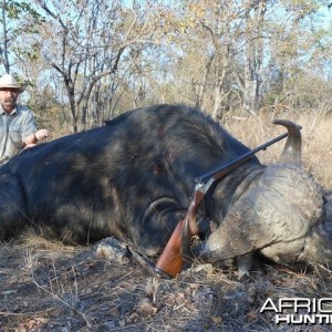 Buffalo 2015 Bulls with Spear safaris