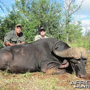 Buffalo 2015 Bulls with Spear safaris