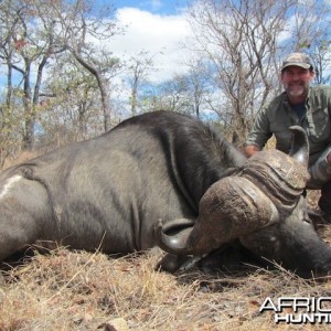 Buffalo 2015 Bulls with Spear safaris