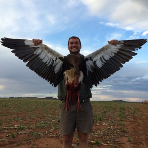 Spur Winged goose