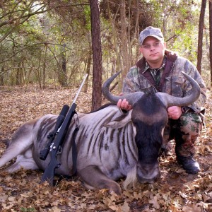 White Bearded Gnu