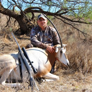 Scimitar Oryx