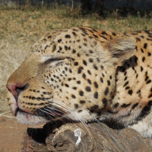 Hunting Leopard Ozondjahe Hunting Safaris in Namibia