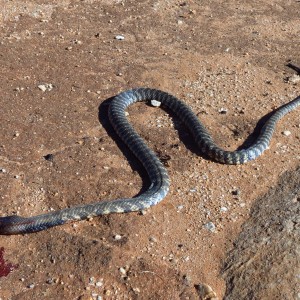 Zebra Spitting Cobra aka Zebra Snake