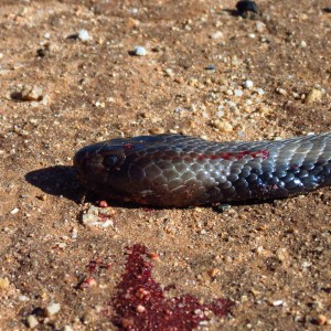 Zebra Spitting Cobra aka Zebra Snake