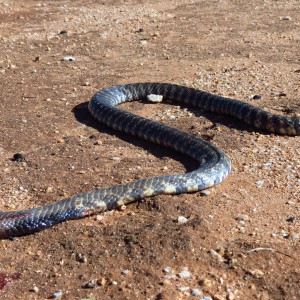 Zebra Spitting Cobra aka Zebra Snake