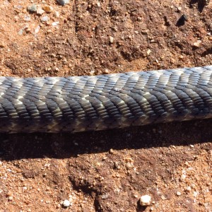 Zebra Spitting Cobra aka Zebra Snake