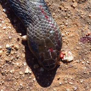 Zebra Spitting Cobra aka Zebra Snake