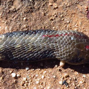 Zebra Spitting Cobra aka Zebra Snake