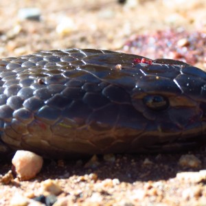 Zebra Spitting Cobra aka Zebra Snake