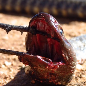 Zebra Spitting Cobra aka Zebra Snake