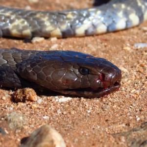 Zebra Spitting Cobra aka Zebra Snake