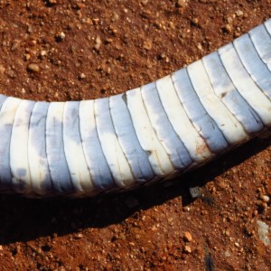 Zebra Spitting Cobra aka Zebra Snake