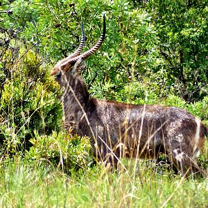 Nice Waterbuck