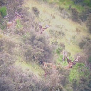 Red Stags in the Velvet