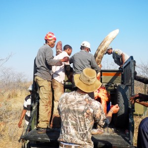 Elephant Namibia, July 2014