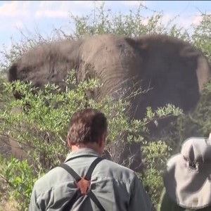 Zimbabwe Elephant, November 2014