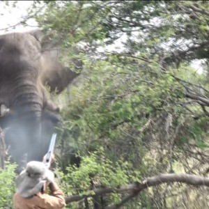 Zimbabwe Elephant, November 2014