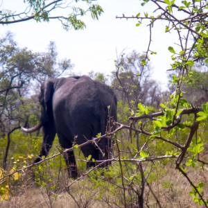 Elephant Zimbabwe, November 2014