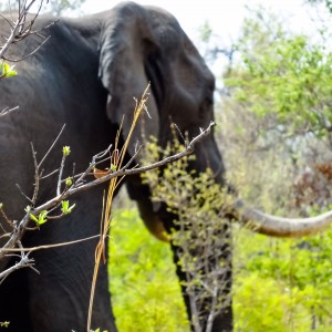 Elephant Zimbabwe, November 2014