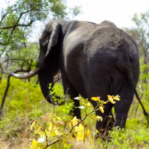 Elephant Zimbabwe, November 2014