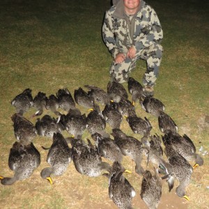 Yellow-billed ducks & Red-billed teal - 2014