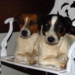 Jack Russel Spike and Blacky