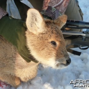 CIC Bronze Medal Chinese Water Deer