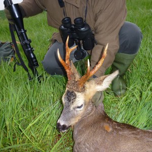 CIC Bronze Medal Roe buck