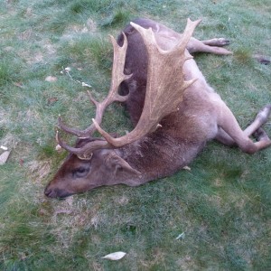 Big palmated fallow buck