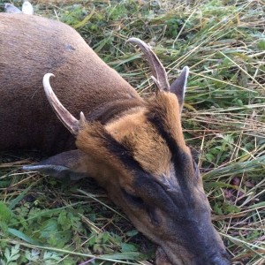 CIC Gold medal muntjac buck