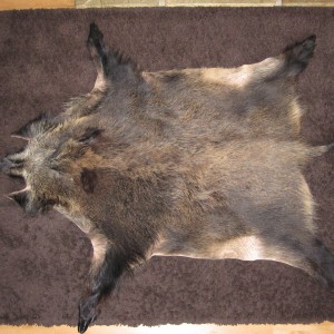 CIC Bronze medal wild boar shot in Germany