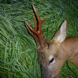 Representative English roe buck