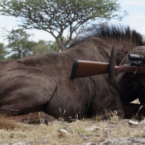 Black Wildebeest 2014