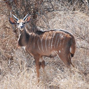 Kudu