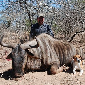 Blue Wildebeest