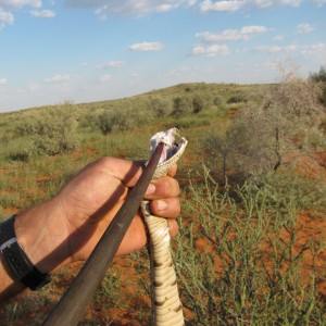 Puffadder