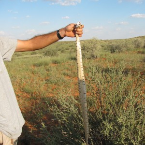 Puffadder